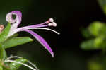 Branched foldwing